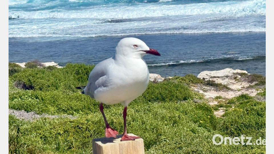 Seit August wurden vermehrt Infektionen bei Australischen Silberkopfmöwen in verschiedenen Bundesstaaten festgestellt. Bild: Carola Frentzen/dpa