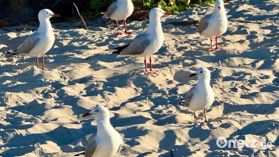 Viele Seevögel in Australien sind von dem Virus bedroht. Bild: Carola Frentzen/dpa