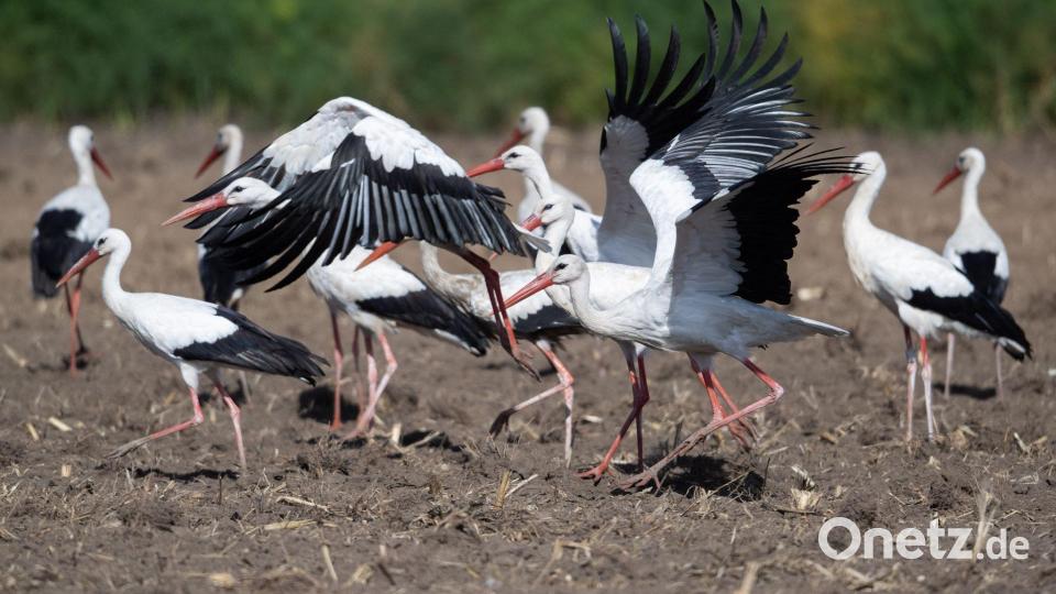 Störche sammeln sich auf einem Acker in Hessen Bild: Boris Roessler/dpa