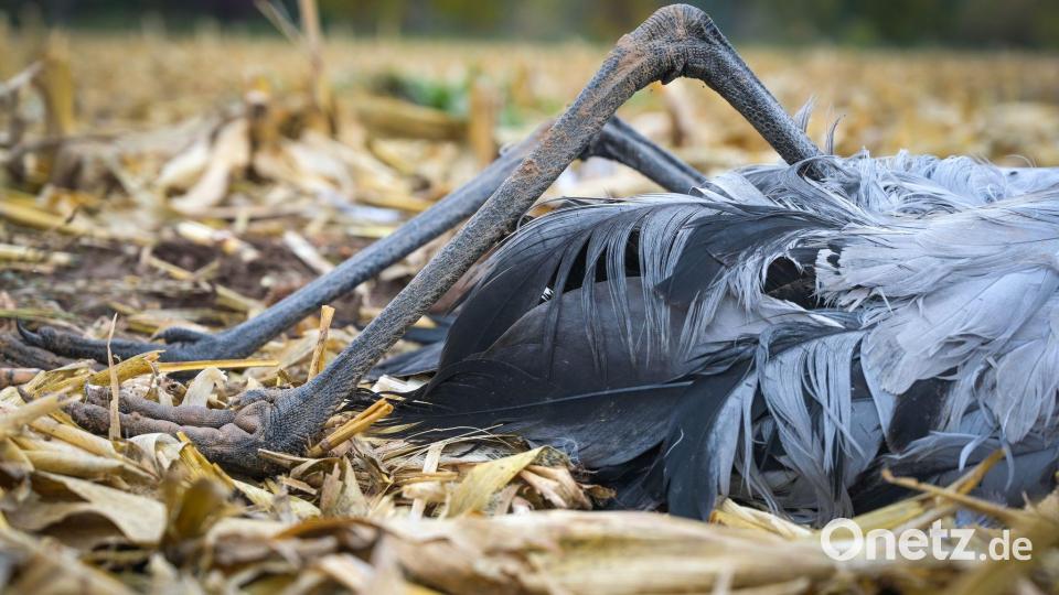 Das hochansteckende Influenza-A-Virus H5N1 hat weltweit schon Millionen Wildvögel getötet. Bild: Heiko Rebsch/dpa