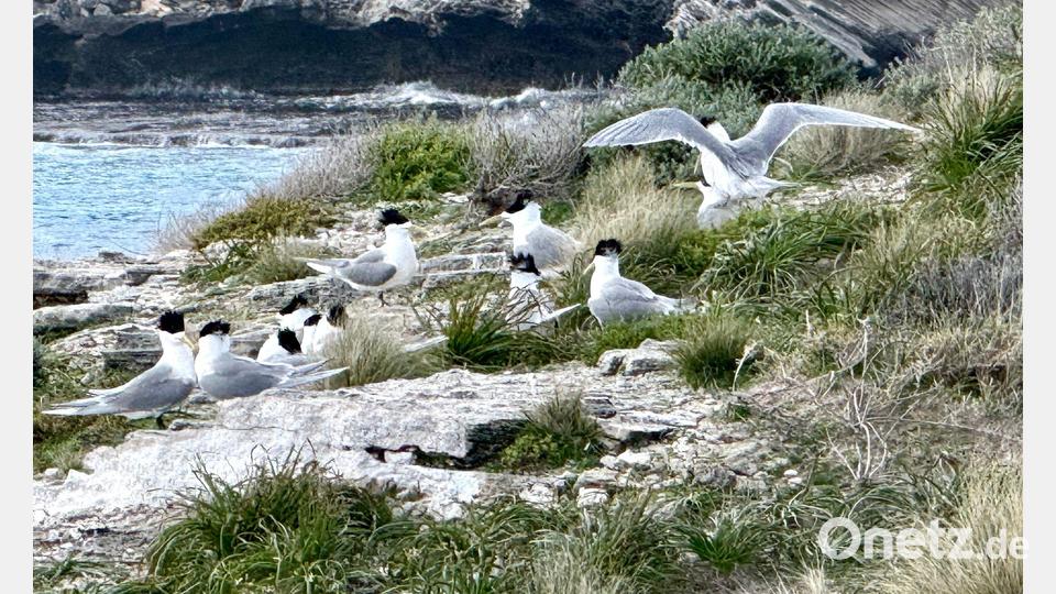 Im Juli war die hochansteckende Virusvariante erstmals bei einem australischen Meeresvogel festgestellt worden: einer Eilseeschwalbe. Bild: Carola Frentzen/dpa