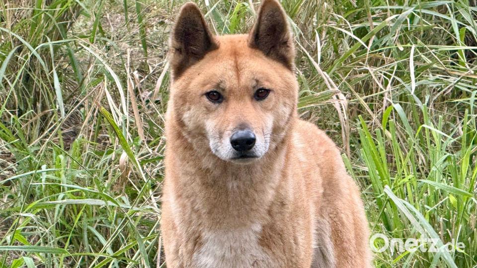 Experten zufolge könnten sich auch Dingos mit der Vogelgrippe infizieren. Bild: Carola Frentzen/dpa