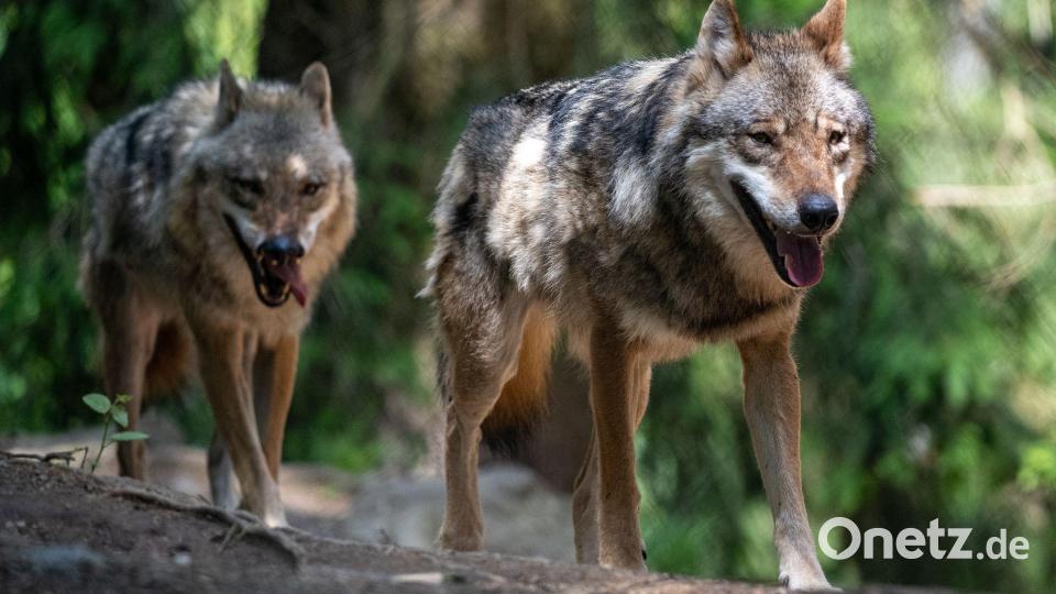 In Gefangenschaft können Wölfe im Bayerwald-Tierpark in Lohberg bewundert werden, in der Natur sind sie eher selten zu erblicken. (Archivbild) Bild: Armin Weigel/dpa