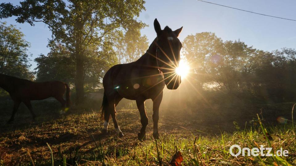Pferd am Morgen Bild: Thomas Warnack/dpa