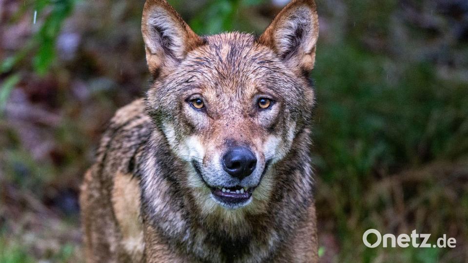 Im Gehege des Nationalparkzentrums Falkenstein im Bayerischen Wald werden Wölfe gehalten, etliche Artgenossen leben aber mittlerweile auch frei in Bayern. (Archivbild) Bild: Armin Weigel/dpa