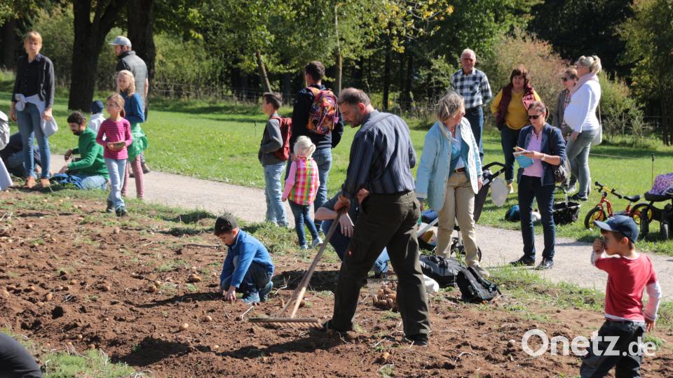 Du kannst sehen, wie die Kartoffeln früher geerntet wurden, und auch selbst mithelfen. Bild: Freilandmuseum Oberpfalz