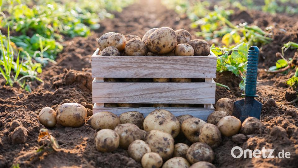 Eigentlich stammt die Kartoffel aus Südamerika und kam erst im 16. Jahrhundert zu uns nach Europa. Bild: natara - stock.adobe.com
