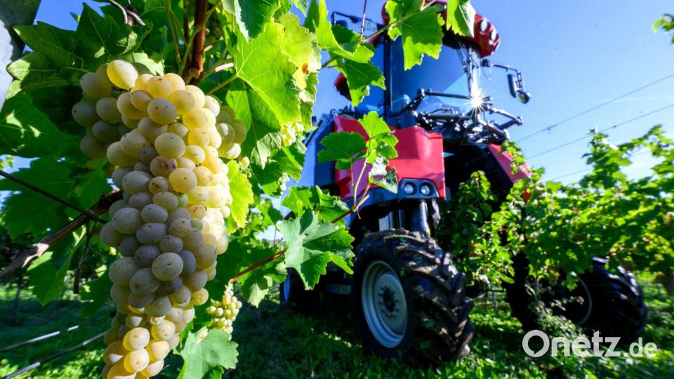 Winzervereinigung Freyburg beginnt Weinlese in Zscheiplitz Bild: Hendrik Schmidt/dpa