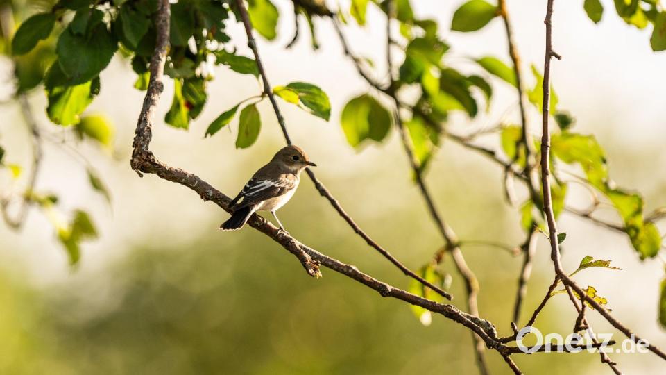 Von hohen Sitzwarten aus fängt der Trauerschnäpper Insekten oft im Flug. (Archivbild) Bild: Silas Stein/dpa