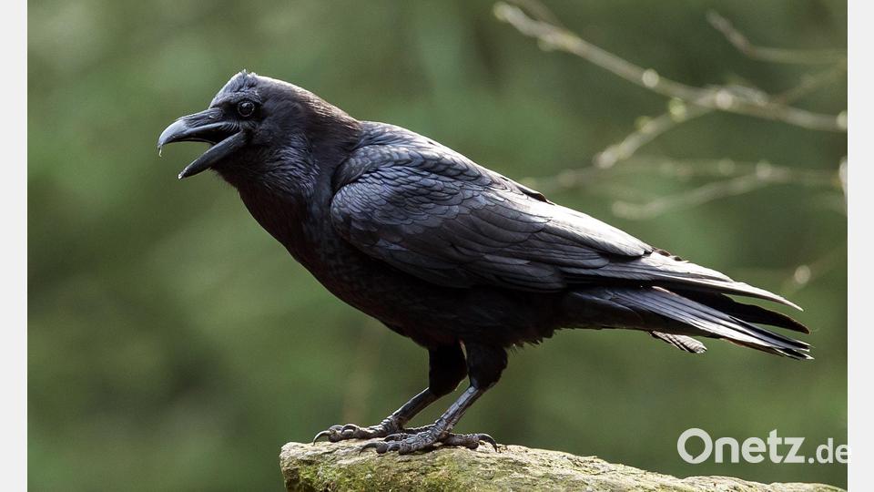 Der Kolkrabe ist der größte Singvogel der Welt. (Archivbild) Bild: Patrick Pleul/dpa