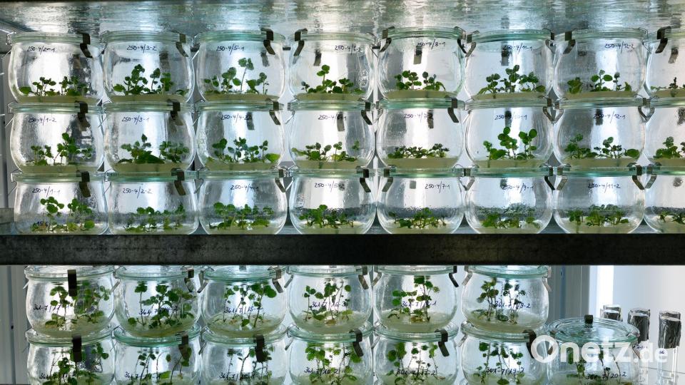 Zunehmende Hitze, Blattläuse und neue Insekten stellen Kartoffelzüchter vor vielfältige Probleme. Bild: Philipp Schulze/dpa