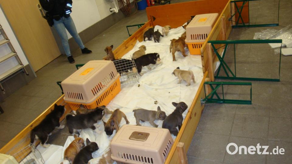 Tierischer Trubel bei der Bundespolizei Waidhaus. Bild: exb/Bundespolizei