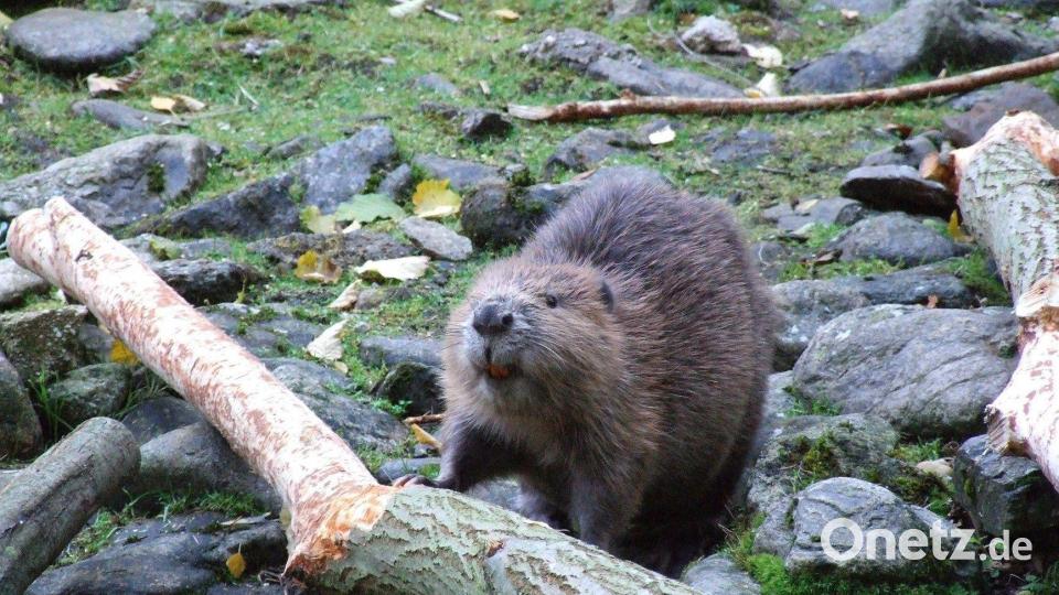 "Sorgen bereitet uns der Biber, der sich immer mehr ausbreitet", informierte Gewässerwart Max Marr bei der Jahreshauptversammlung des Fischereivereins Amberg. Bild: Popp