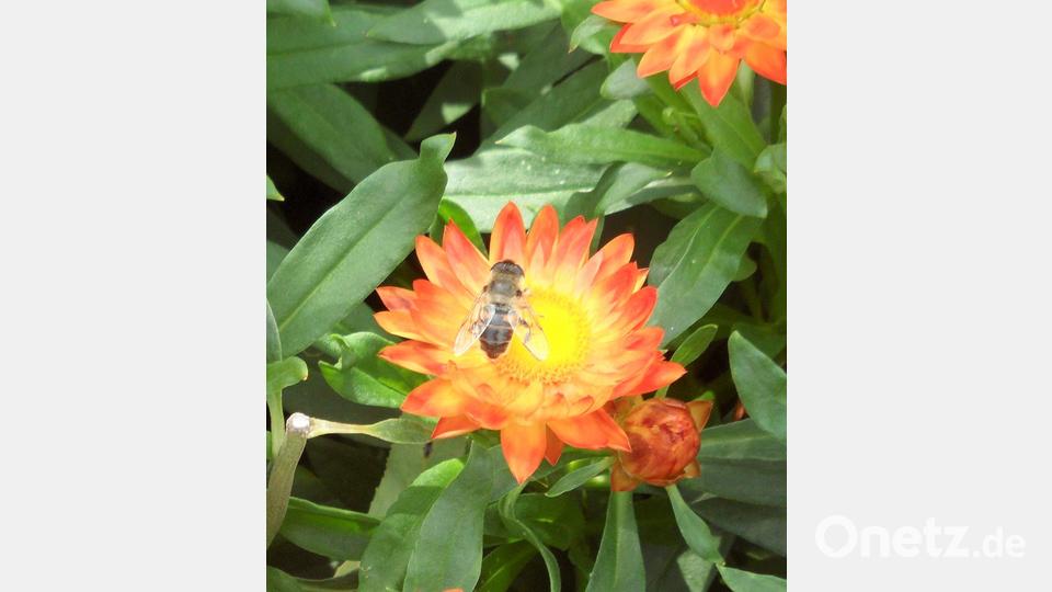 Jede Insektenart ist für die ökologische Vielfalt unersetzbar. Bild: jml
