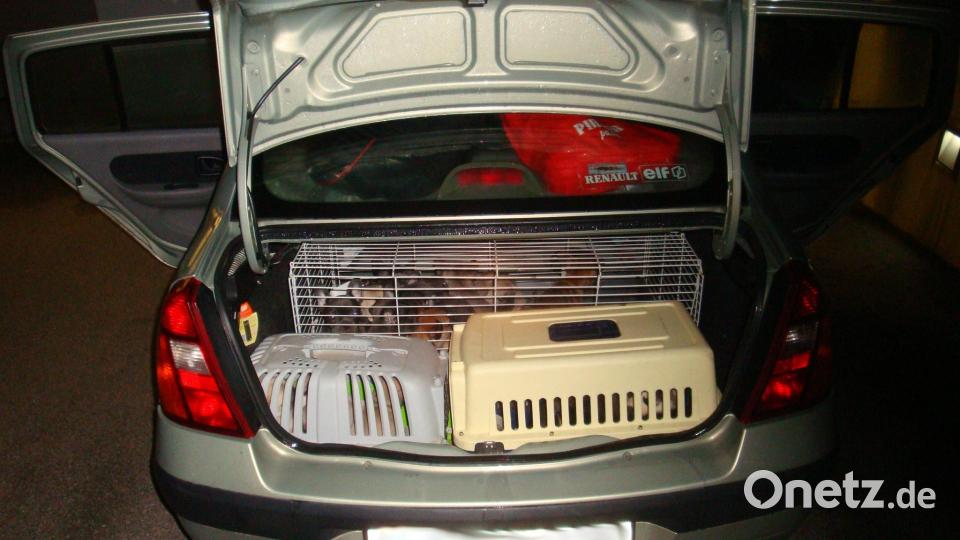 In diesem Renault Thalia waren die Tiere unterwegs. Bild: Bundespolizei