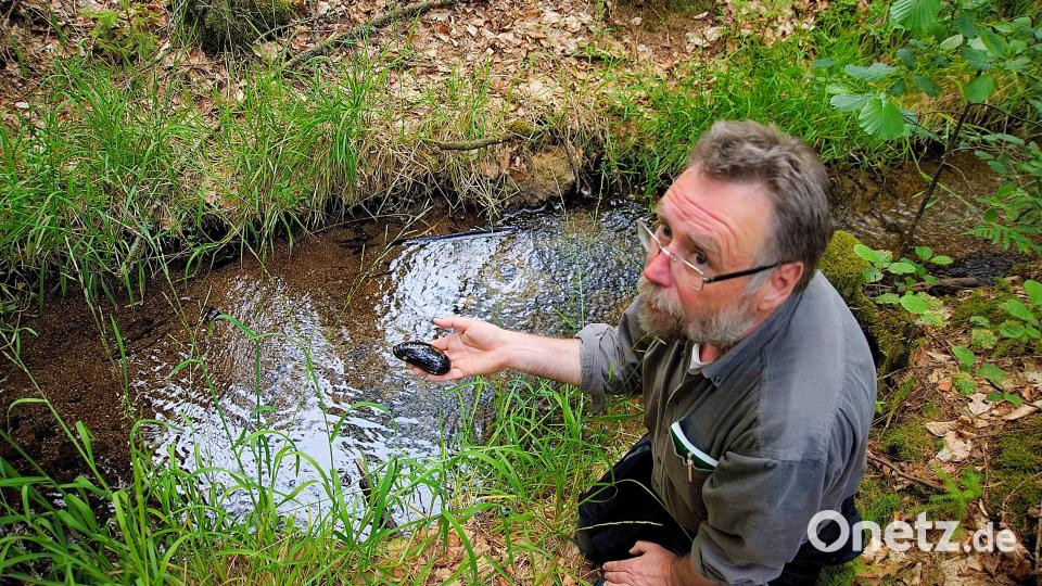 Viel Arbeit investiert Robert Mertl seit Jahren in das Flussperlmuschel-Projekt des Naturparks Steinwald. Nach Fertigstellung der Zuchtstation in der vierten Info-Stelle hofft der Naturliebhaber, dass künftig reichlich Prachtexemplare (wie in seiner Hand) in den Grenzbach entlassen werden können. Bild: bsc