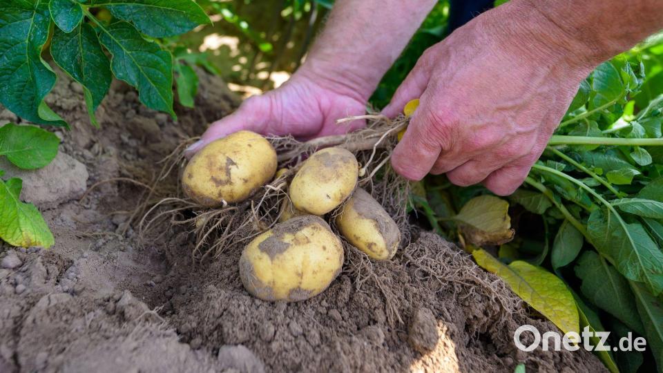 Kartoffelpflanzen werden auf einem Versuchsfeld kontrolliert. Bild: Philipp Schulze/dpa