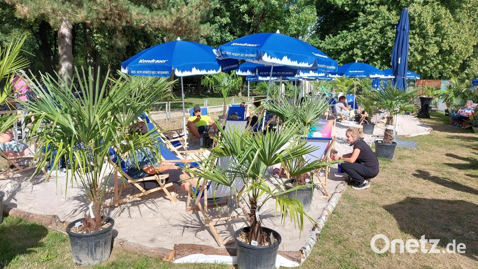 Die Palmen, die beim Stadtstrand für Urlaubsflair sorgen sollten, hatte ein Sponsor zur Verfügung gestellt. Archivbild: Helmut Kunz