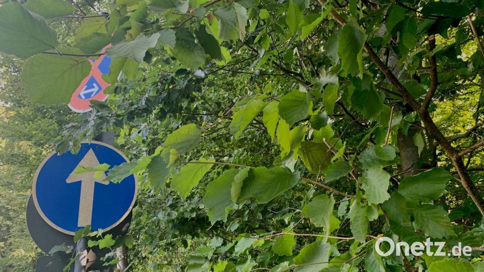 Rund 100 Grundstücksbesitzer erhalten in den kommenden Tagen Schreiben, ihrer Verpflichtung nachzukommen, Bäume und Sträucher zurückzuschneiden, die in den öffentlichen Verkehrsraum ragen. Symbolbild: Gabi Schönberger