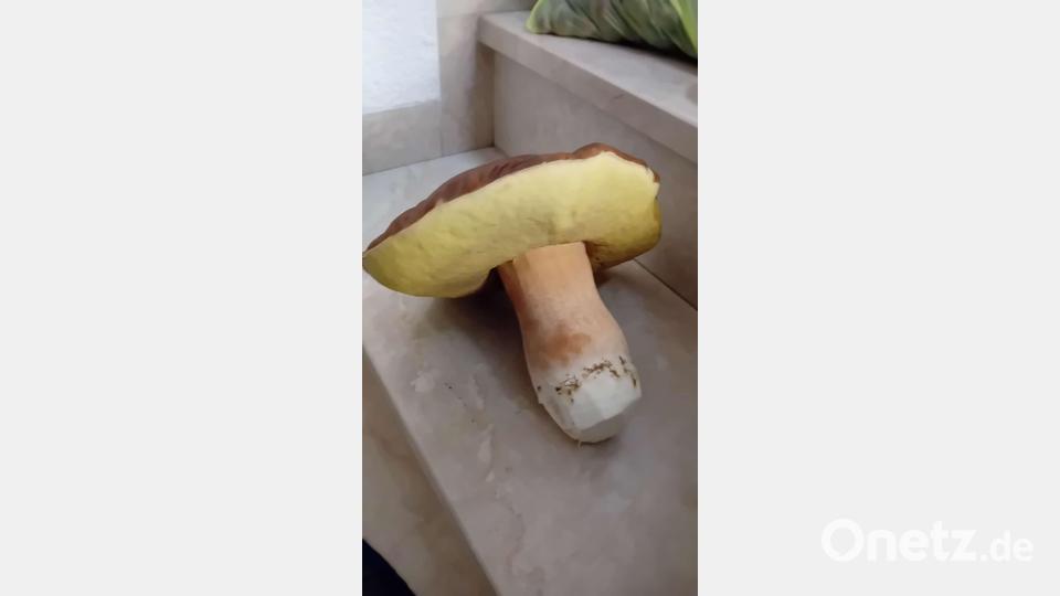 Nicht einen Wumstich weist der Fichtensteinpilz auf. Er kann zu hundert Prozent zur Schwammerlbröih verarbeitet werden. Bild: Maria Hausner-Taucher