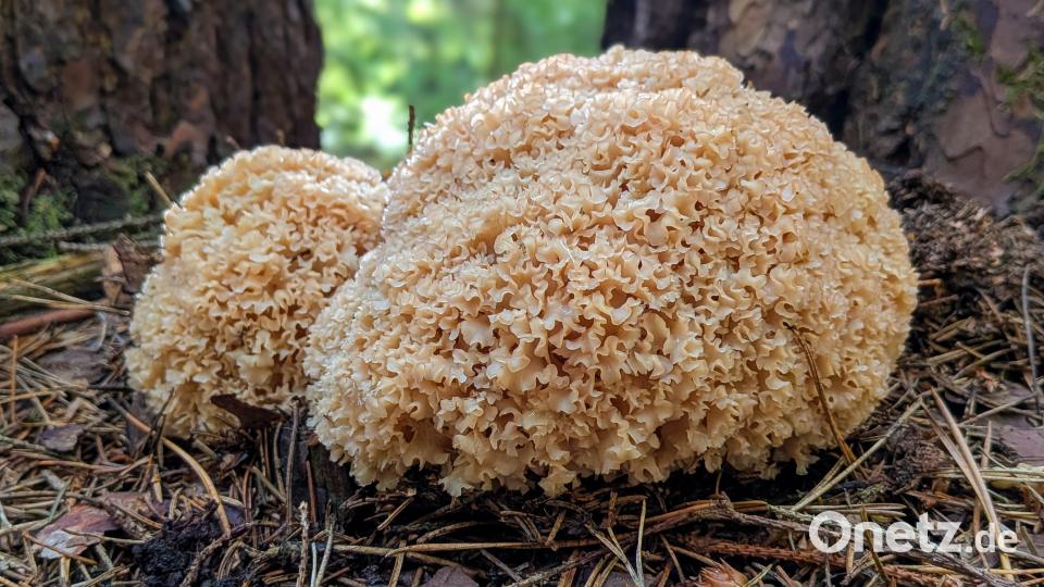 Pilzsachverständiger Stefan Hartwig war in den vergangenen Tagen ebenfalls im Wald unterwegs und entdeckte diese Krause Glucke. Bild: Stefan Hartwig