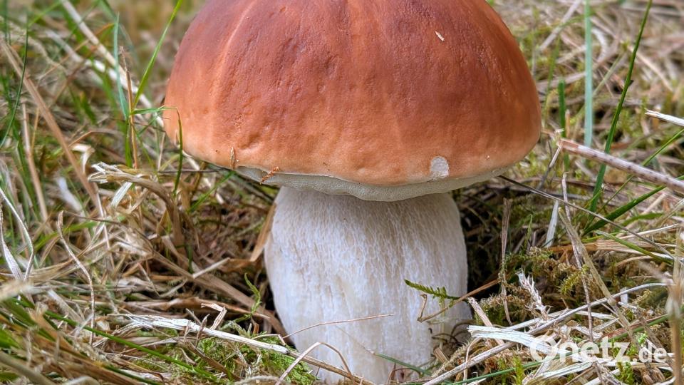 Diesen wunderschönen Fichtensteinpilz fand ebenfalls Pilzsachverständiger Stefan Hartwig aus Vohenstrauß. Bild: Stefan Hartwig