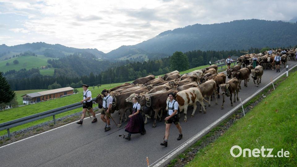 Für die Rinder geht es in dieser Wochen wieder ins Tal. Ihre Versorgung auf den Bergen war heuer besonders schwierig. Bild: Stefan Puchner/dpa