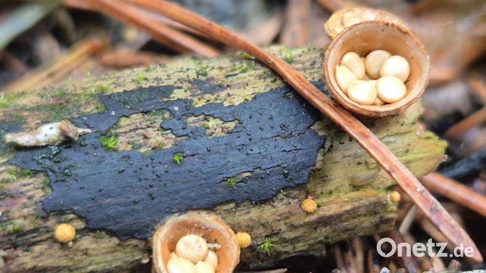 Entdeckt hat Dirk-Felix Lang im Steinwald auch eher seltene Pilzarten - etwa den Gemeinen Tiegelteuerling, auch bekannt als Brotkorb oder Vogelnestpilz. Bild: Dirk-Felix Lang