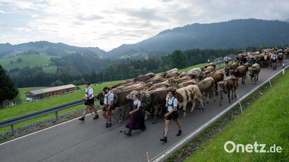 Viehscheid: Hirten führen eine Rinderherde im Allgäu von den Bergweiden wieder ins Tal. Bild: Stefan Puchner/dpa