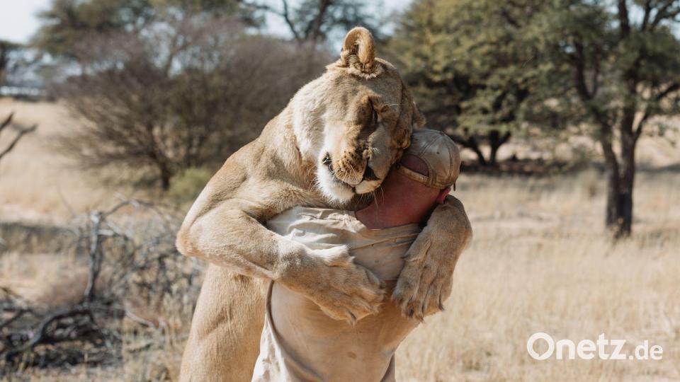 Sirga ist keine domestizierte Löwin - sie lebt in der Wildnis. (Handout) Bild: Fabian Gieske/Modisa Wildlife Project/dpa