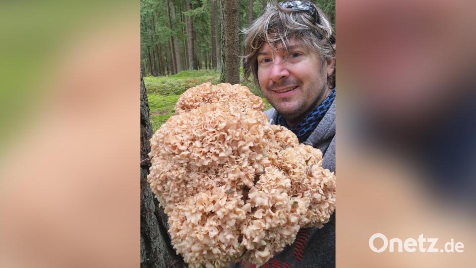 Dirk-Felix Lang aus Erbendorf fand beim Schwammerlsuchen im Steinwald eine fast 40 mal 40 Zentimeter große und rund 7 Kilogramm schwere Krause Glucke, auch bekannt als Fette Henne. Bild: Dirk-Felix Lang