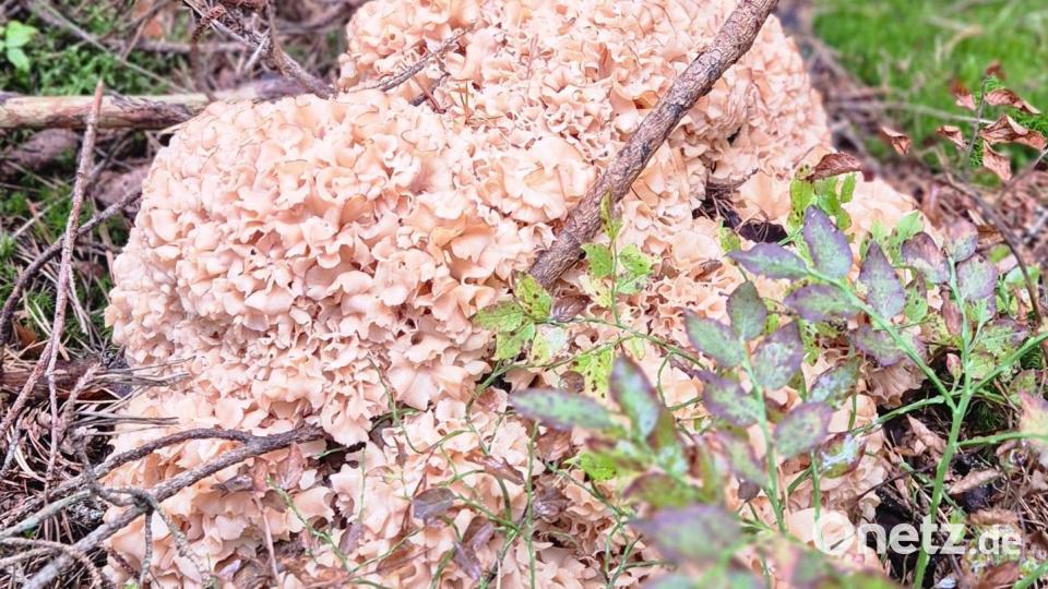 Direkt neben einem Baum entdeckte Dirk-Felix Lang die außergewöhnlich große Krause Glucke. Bild: Dirk-Felix Lang
