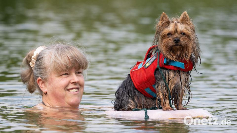 Gemeinsamer Badespaß beim Hundebadetag im Naturbad in Dresden-Mockritz. Bild: Jürgen Lösel/dpa