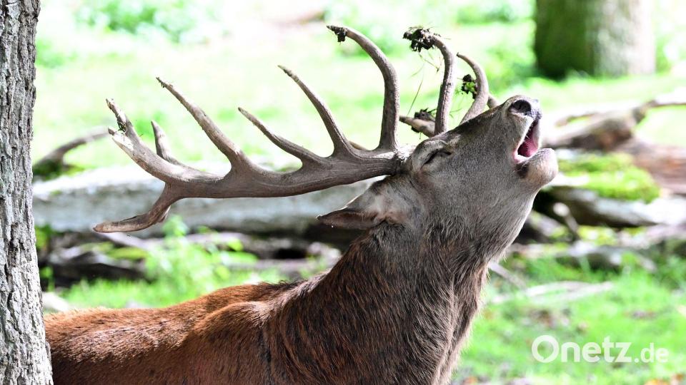 Ein röhrender Hirsch erschreckte einen Wanderer. (Symbolbild) Bild: Bernd Weißbrod/dpa