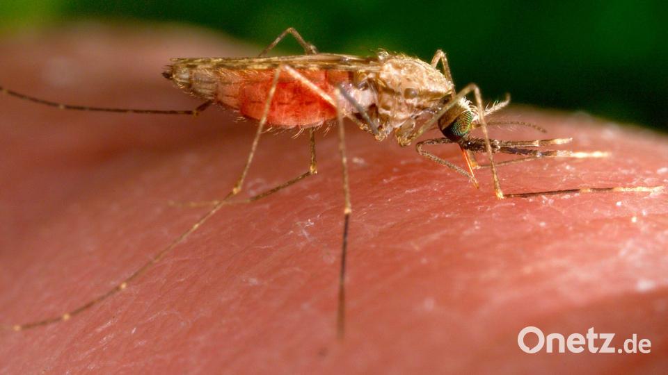 Erneut erkrankten Menschen in Frankfurt an Malaria. (Symbolbild) Bild: James Gathany/AP/dpa
