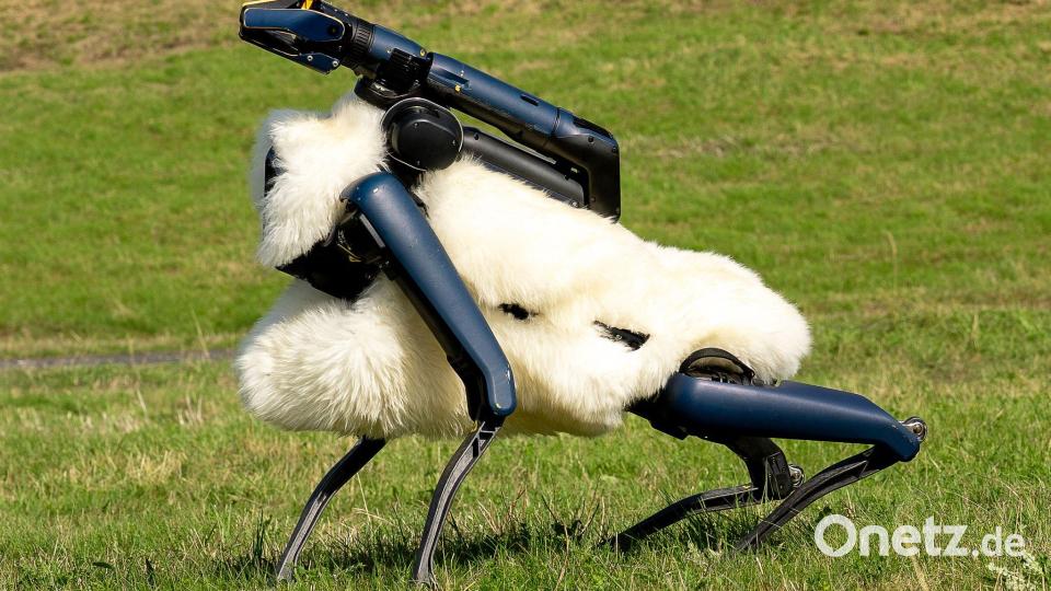 Robo-Schaf auf der Halde Hoheward im Ruhrgebiet Bild: Max Lametz/dpa