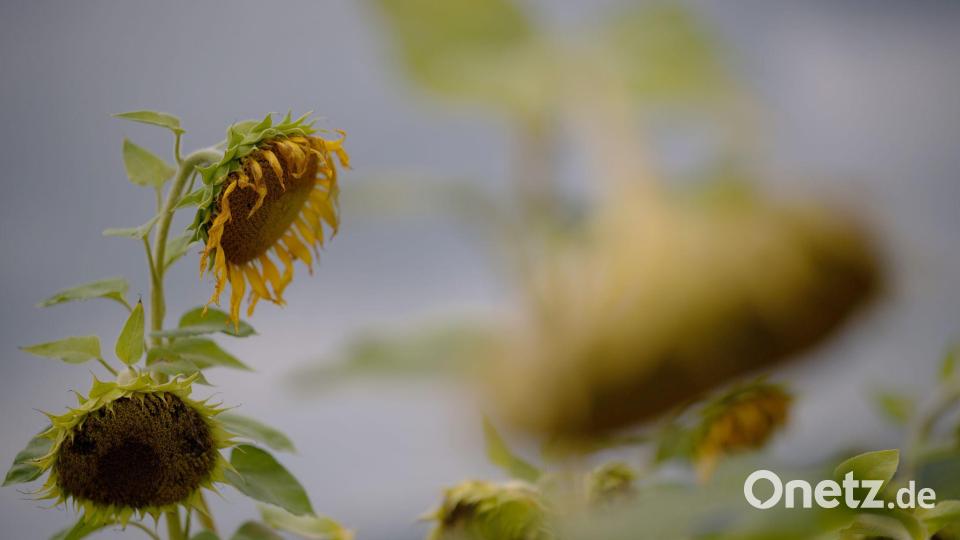 Bei der Photosynthese geben Pflanzen ein schwaches Leuchten ab. (Archivbild) Bild: Sebastian Gollnow/dpa