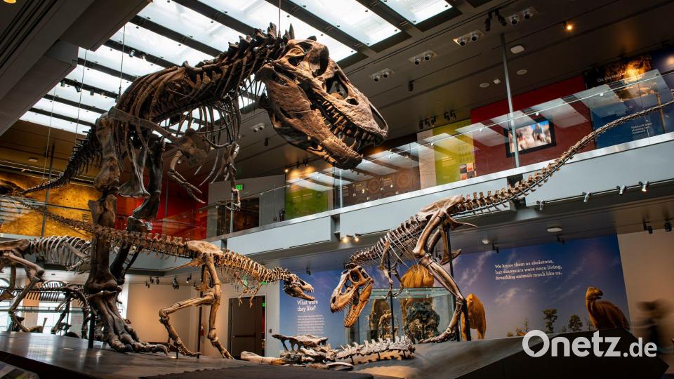 Thomas the T. rex“, Skelett eines Tyrannosaurus rex im Natural History Museum of Los Angeles County Bild: ---/Dinosaur Institute/Natural History Museum of Los Angeles County/dpa