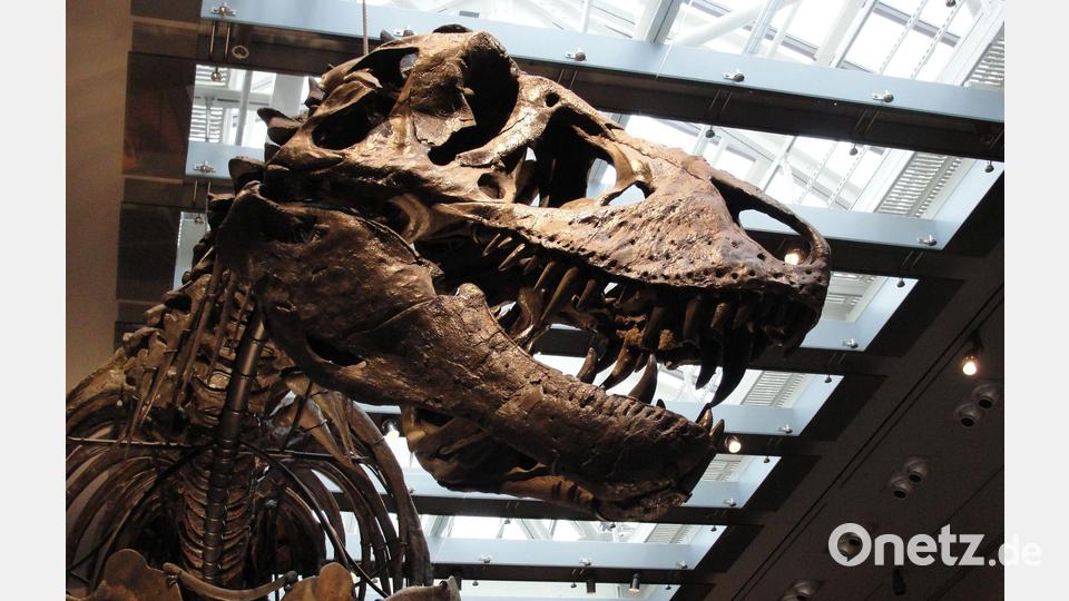 „Thomas the T. rex“, Skelett im Natural History Museum of Los Angeles County Bild: ---/Dinosaur Institute/Natural History Museum of Los Angeles County/dpa