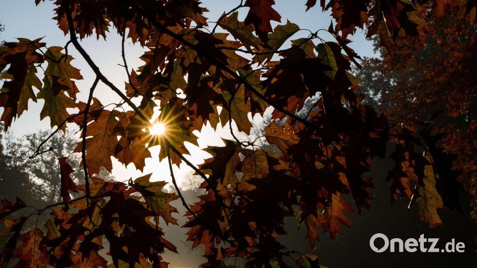 Was der Herbst mit unserem Körper macht – fünf Theorien im wissenschaftlichen Check. Symbolbild: Alicia Windzio/dpa