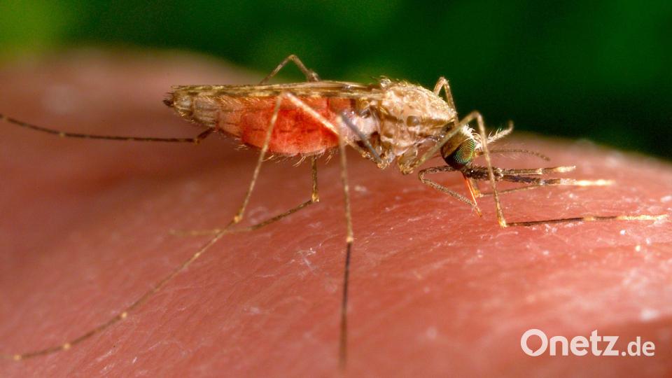 Malaria wird durch bestimmte Mücken übertragen. (Symbolbild) Bild: James Gathany/AP/dpa
