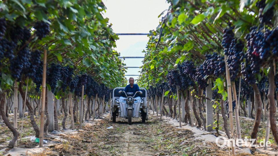 Traubenernte in China: ein Dorfbewohner transportiert frisch geerntete Trauben. Bild: Cao Yang/XinHua/dpa