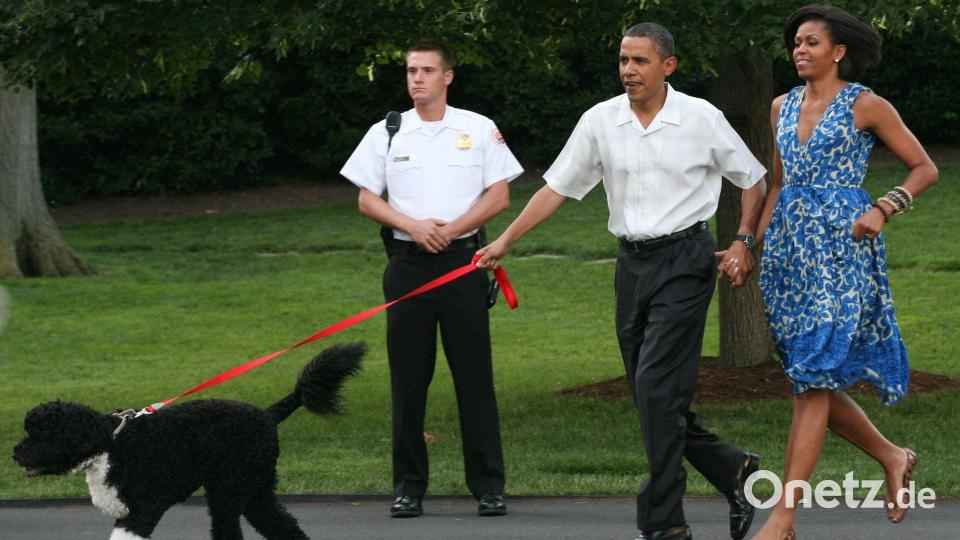 Bevor Hündin Sunny zu den Obamas kam, gehörte auch schon Hund Bo zur Familie. (Archivbild) Bild: picture alliance / dpa