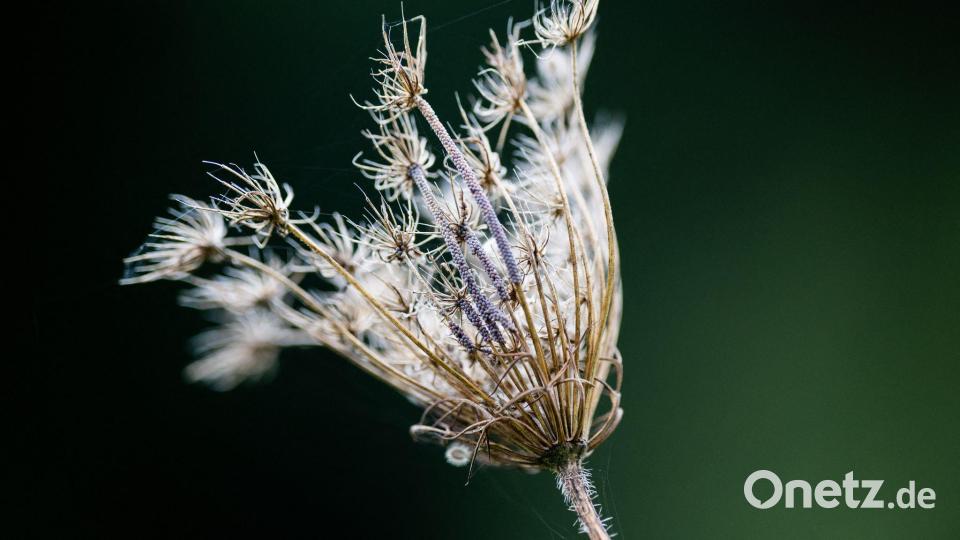 Eine verblühte Wildblume im Kölner Stadtwald. Bild: Rolf Vennenbernd/dpa