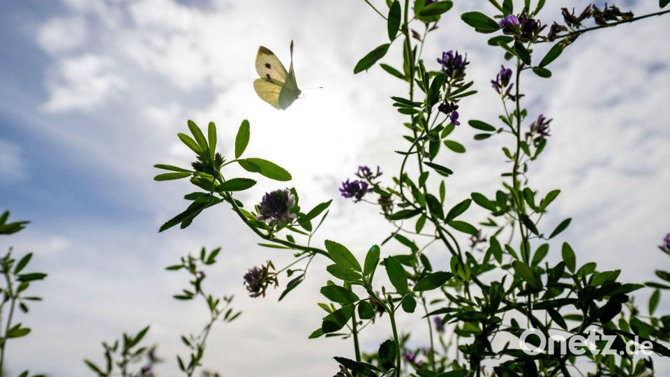 So präsentiert sich der Frühherbst in Bayern. Bild: Pia Bayer/dpa