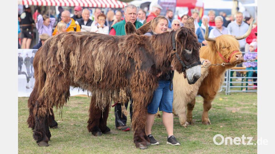 Tierisch! Eine Züchterin präsentiert einen Großesel (vorne) beim Landeserntedankfest Sachsen-Anhalt. Bild: Peter Gercke/dpa