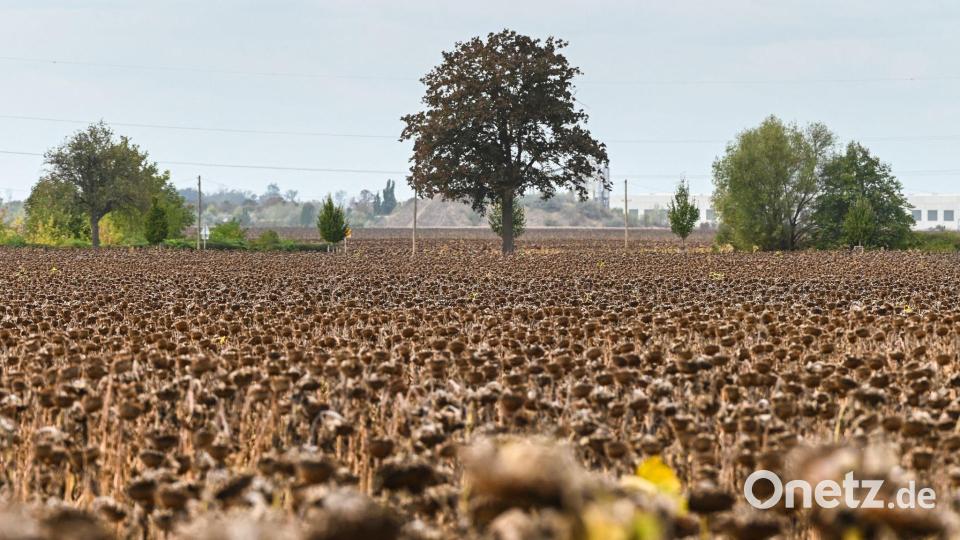 Reife Sonnenblumen stehen kurz vor der Ernte auf einem Feld bei Piethen. Bild: Heiko Rebsch/dpa