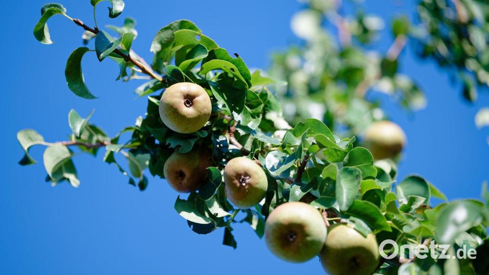 Nach ersten vorläufigen Schätzungen erwarten die Obstbaubetriebe 2026 eine gute Birnenernte. (Archivbild) Bild: Uwe Anspach/dpa