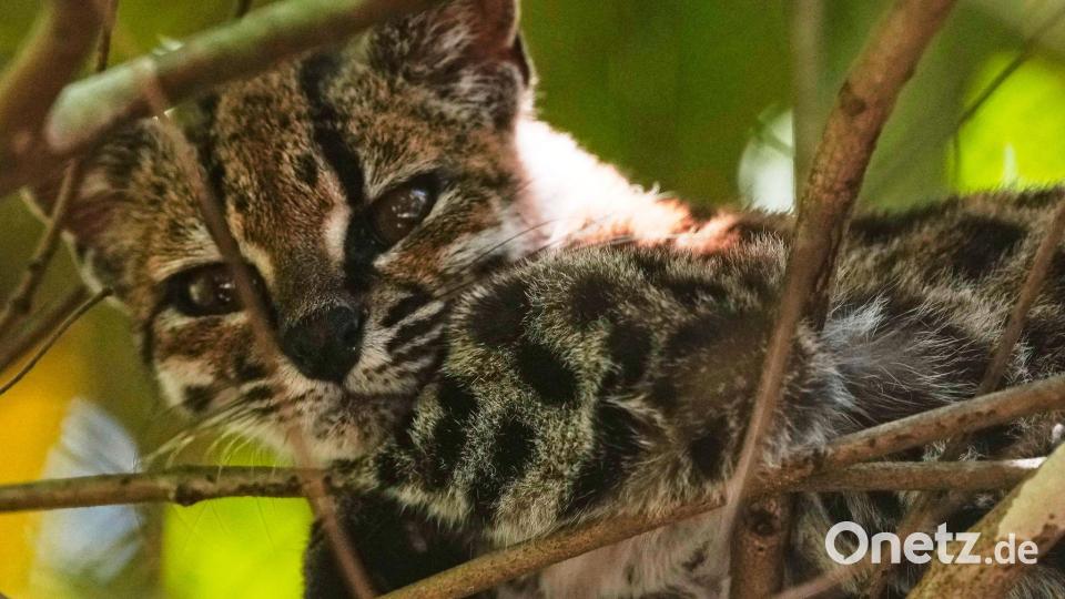 Eine kleine, gefleckte Wildkatze, die als neue Art namens Leopardus tilcayo identifiziert wurde, ruht sich im Naturschutzgebiet Senda Verde in der bolivianischen Region Yungas in der Nähe von Coroico aus. Bild: Juan Karita/AP/dpa