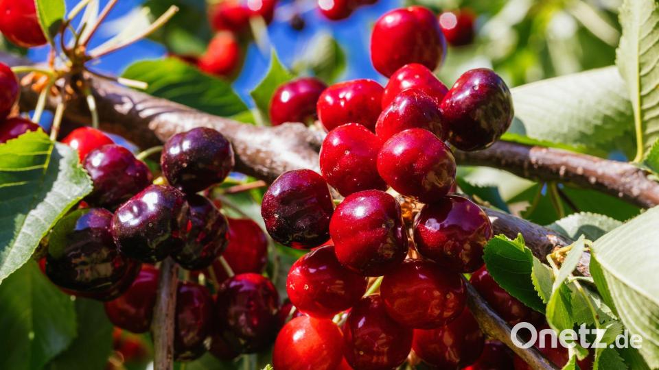 Obstbaubetriebe in Deutschland können Summe ein gutes Kirschenjahr bilanzieren. (Archivbild) Bild: Philipp von Ditfurth/dpa